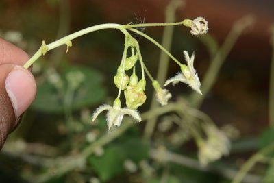 Pergularia daemia, photographed by S.MORE