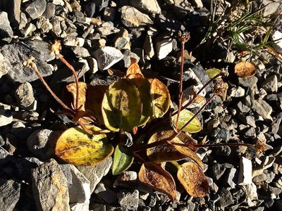 Ranunculus parnassifolius, photographed by Karsten Rohweder