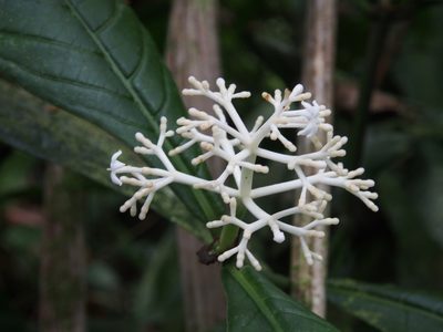 Rudgea reducticalyx, photographed by Lena Struwe