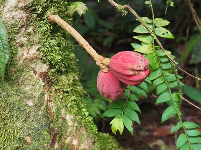 Guarea rhopalocarpa, photographed by Lena Struwe
