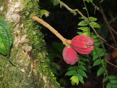 Guarea rhopalocarpa, photographed by Lena Struwe