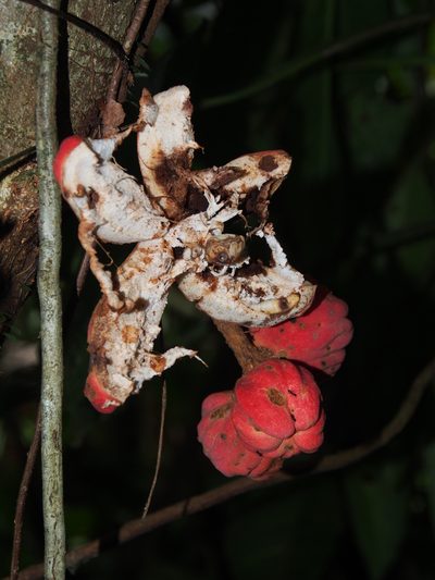 Guarea rhopalocarpa, photographed by Lena Struwe