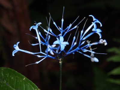 Faramea multiflora, photographed by Lena Struwe