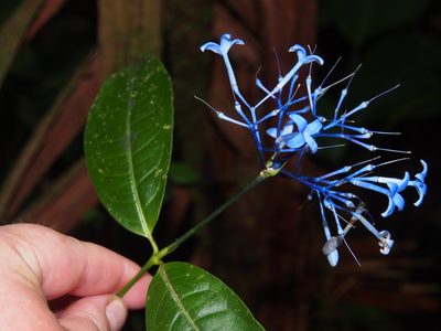 Faramea multiflora, photographed by Lena Struwe