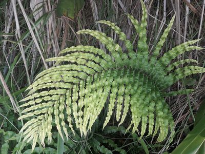 Parablechnum triangularifolium, photographed by naturewatchwidow
