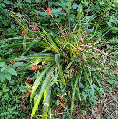 Aechmea tillandsioides, photographed by Tom and T Herman