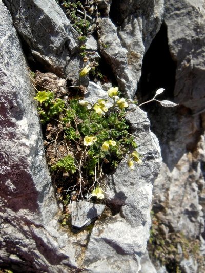 Draba ladina, photographed by Karsten Rohweder