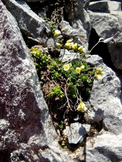 Draba ladina, photographed by Karsten Rohweder