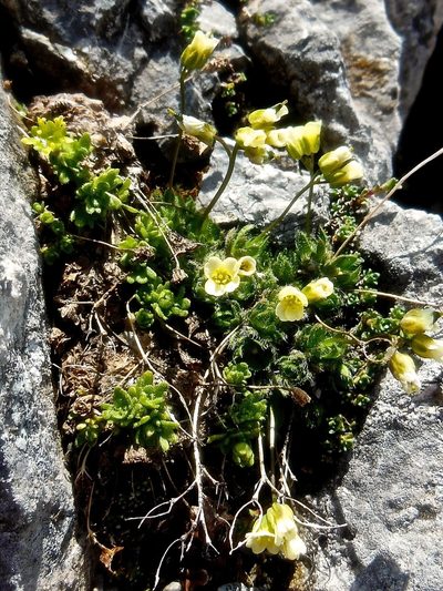 Draba ladina, photographed by Karsten Rohweder