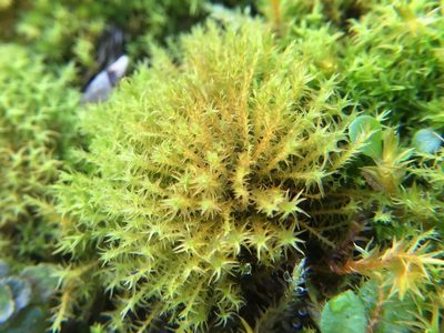 Geheebia fallax, photographed by Paul Cook