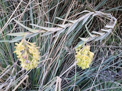 Epidendrum zipaquiranum, photographed by Laura Gaudette