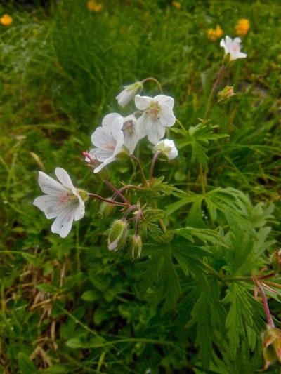 Geranium rivulare, photographed by Karsten Rohweder