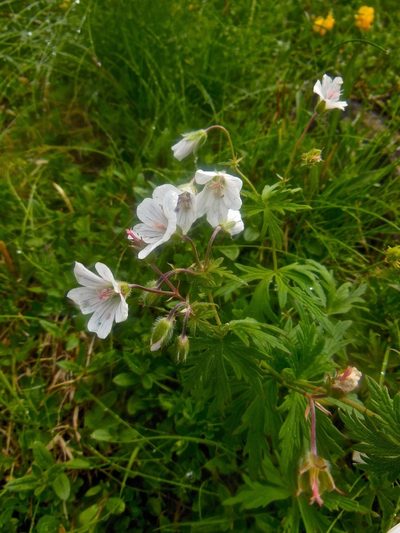 Geranium rivulare, photographed by Karsten Rohweder