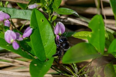 Galactia striata, photographed by Niki Robertson
