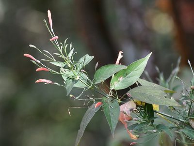 Dicliptera sciadephora, photographed by Neptalí Ramírez Marcial