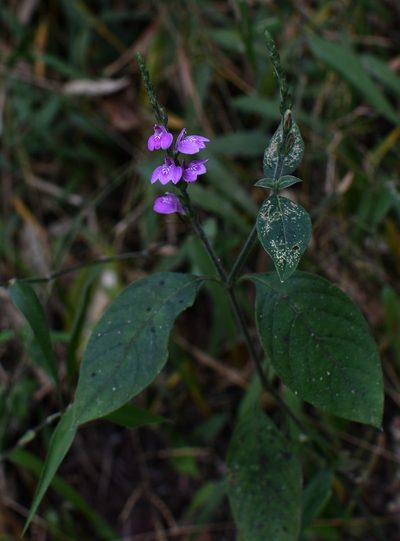 Dianthera breviflora, photographed by Neptalí Ramírez Marcial