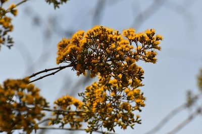 Sinclairia vagans, photographed by Neptalí Ramírez Marcial