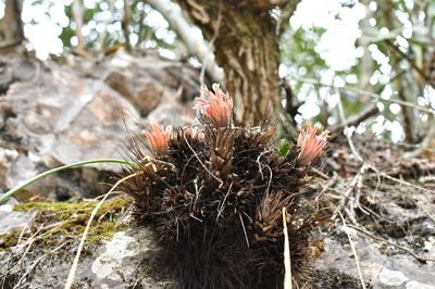 Pitcairnia heterophylla, photographed by Neptalí Ramírez Marcial