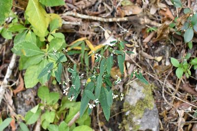Euphorbia ariensis, photographed by Neptalí Ramírez Marcial