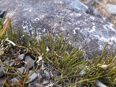 Carmichaelia uniflora, photographed by georgiasteel