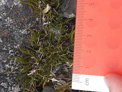 Carmichaelia uniflora, photographed by georgiasteel