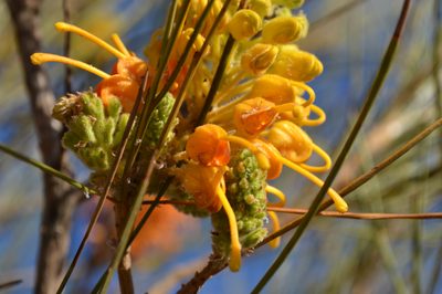 Grevillea juncifolia, photographed by T. Hammer