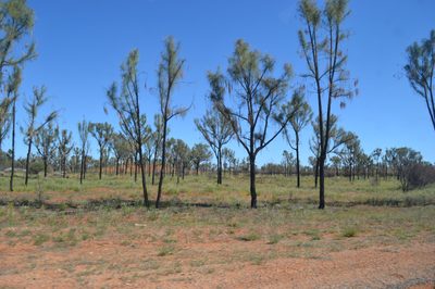 Allocasuarina decaisneana, photographed by T. Hammer