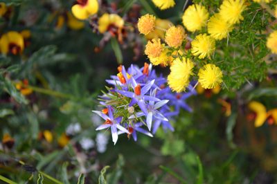 Calectasia narragara, photographed by T. Hammer