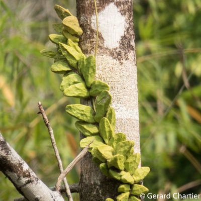 Dischidia major, photographed by Gerard Chartier