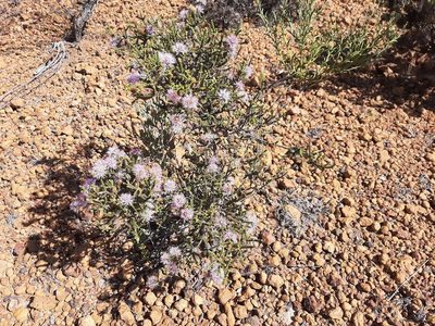 Melaleuca scitula, photographed by T. Hammer