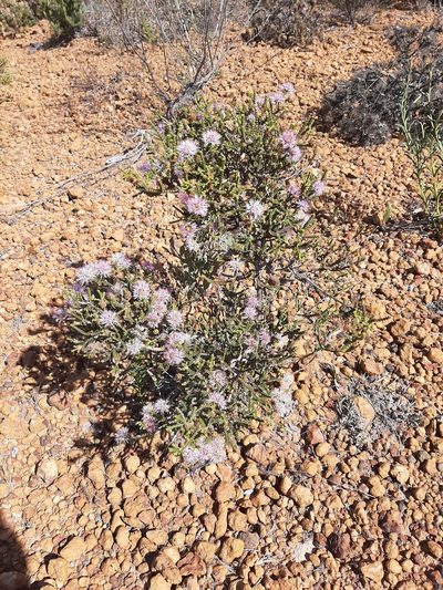 Melaleuca scitula, photographed by T. Hammer