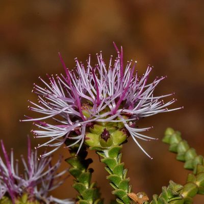 Melaleuca scitula, photographed by T. Hammer