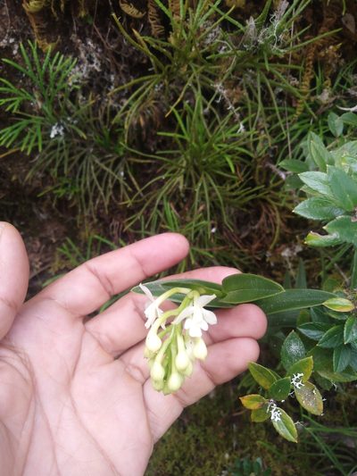 Epidendrum chioneum, photographed by GERMAN LEONEL SARMIENTO CRUZ