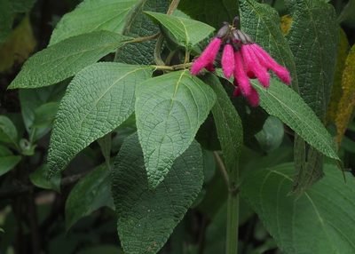 Salvia tortuosa, photographed by John G. Phillips