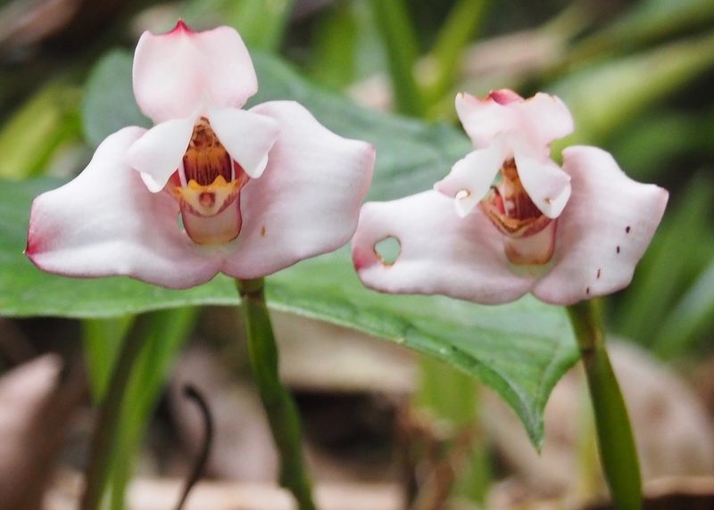 Maxillaria roseola, photographed by John G. Phillips