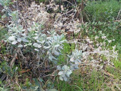 Hazardia detonsa, photographed by Casey H. Richart