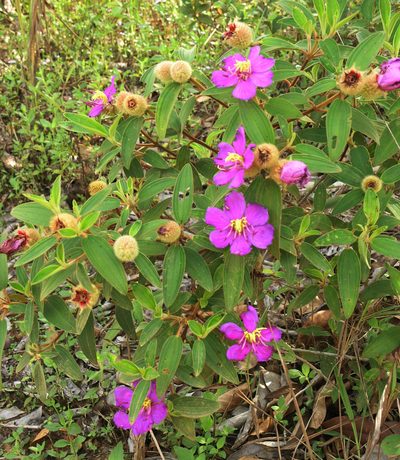 Melastoma saigonense, photographed by Oleg Kosterin
