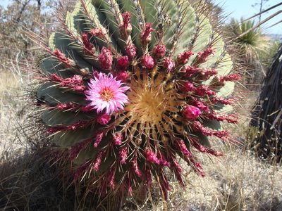 Ferocactus haematacanthus, photographed by Alexis López Hernández