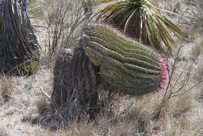 Ferocactus haematacanthus, photographed by Alexis López Hernández