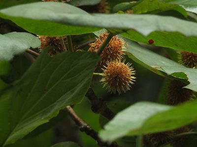 Adina cordifolia, photographed by Siddarth Machado