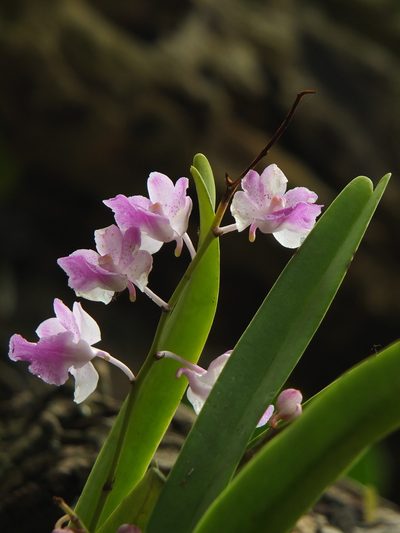 Aerides maculosa, photographed by Siddarth Machado