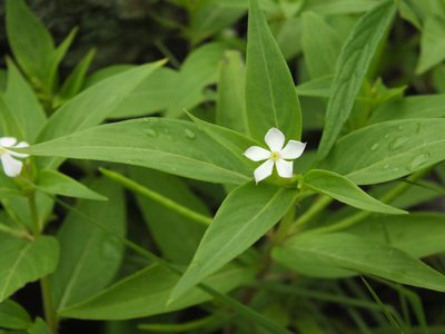 Catharanthus pusillus, photographed by Siddarth Machado