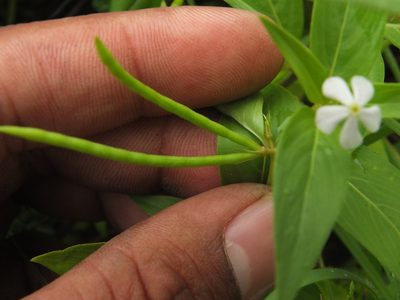 Catharanthus pusillus, photographed by Siddarth Machado