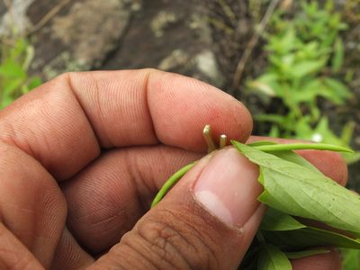 Catharanthus pusillus, photographed by Siddarth Machado