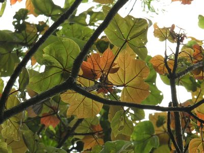 Firmiana colorata, photographed by Siddarth Machado