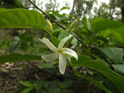 Holarrhena pubescens, photographed by Siddarth Machado