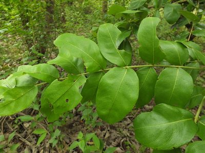 Lagerstroemia parviflora, photographed by Siddarth Machado