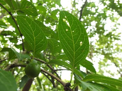 Meyna laxiflora, photographed by Siddarth Machado