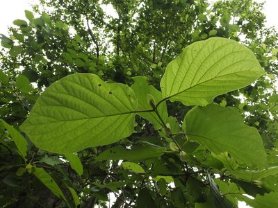 Mitragyna parvifolia, photographed by Siddarth Machado