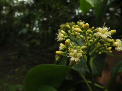 Mappia nimmoniana, photographed by Siddarth Machado
